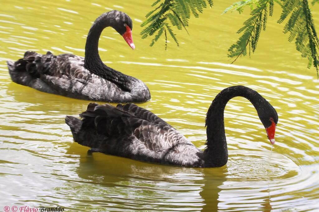Brace for More Black Swan Events