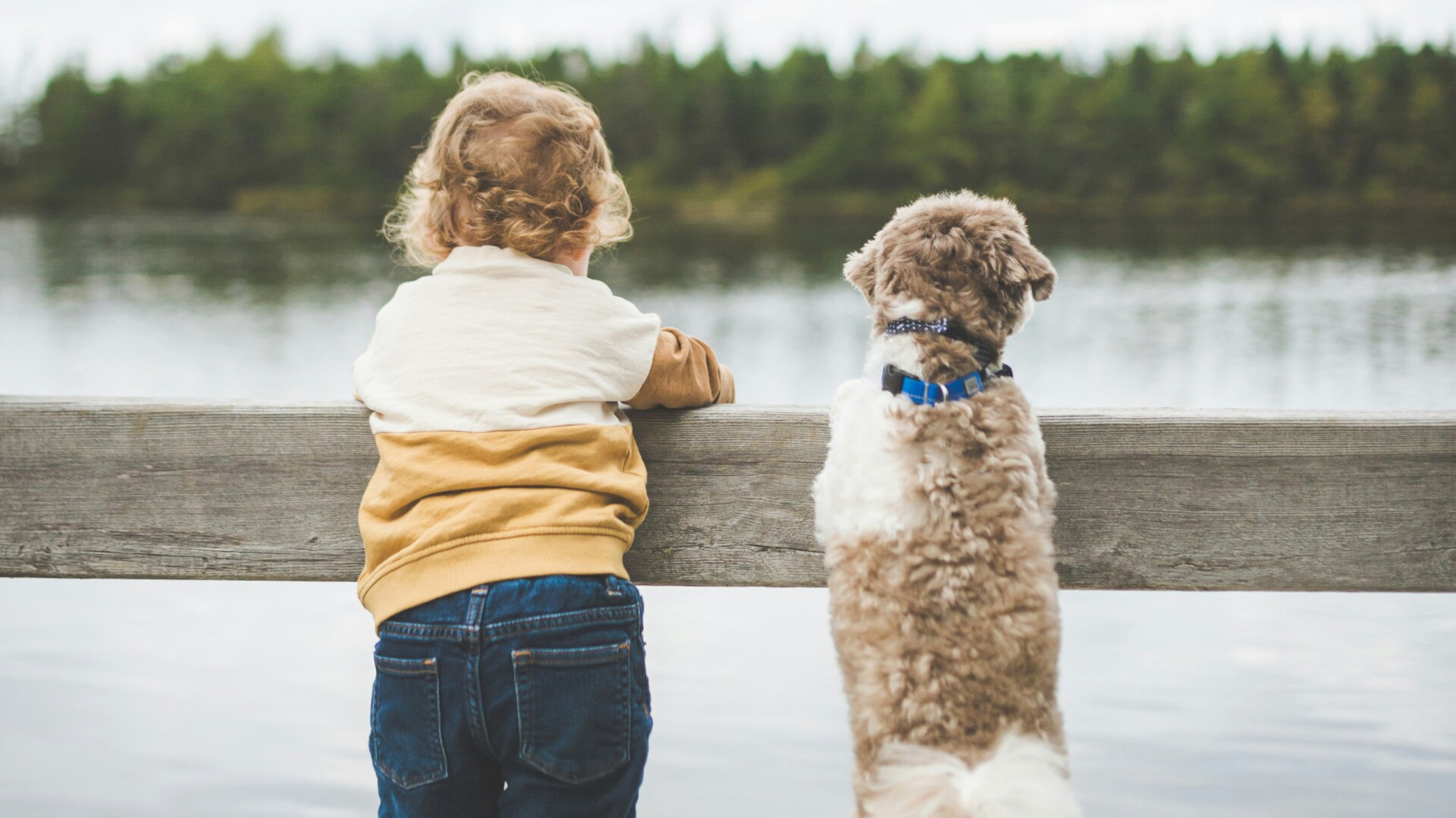 🐕 Do dogs know we love them?
