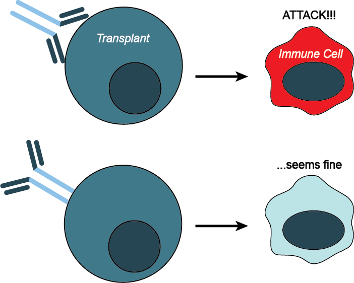 Protecting cell therapies from yourself hiding transplants from your