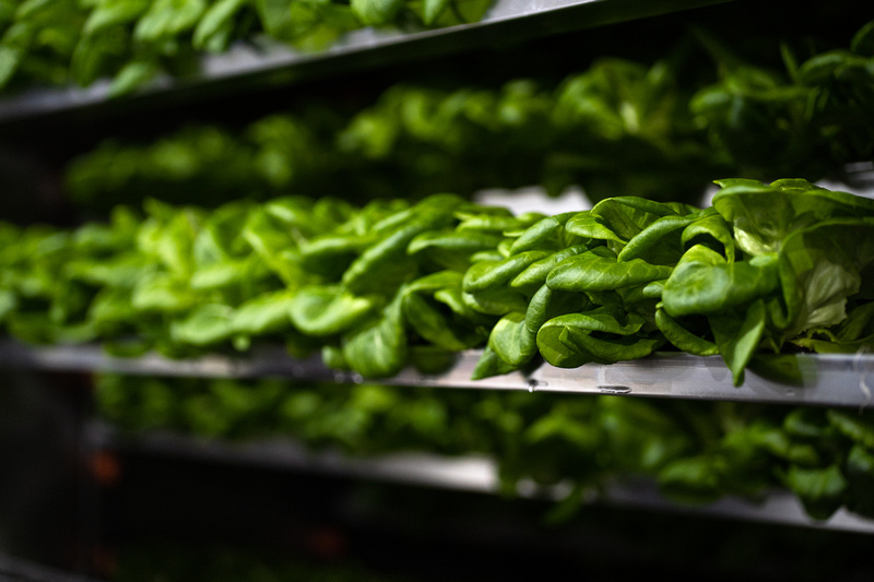 CubicFarms secures customer and manufacturing partner in Campbell River