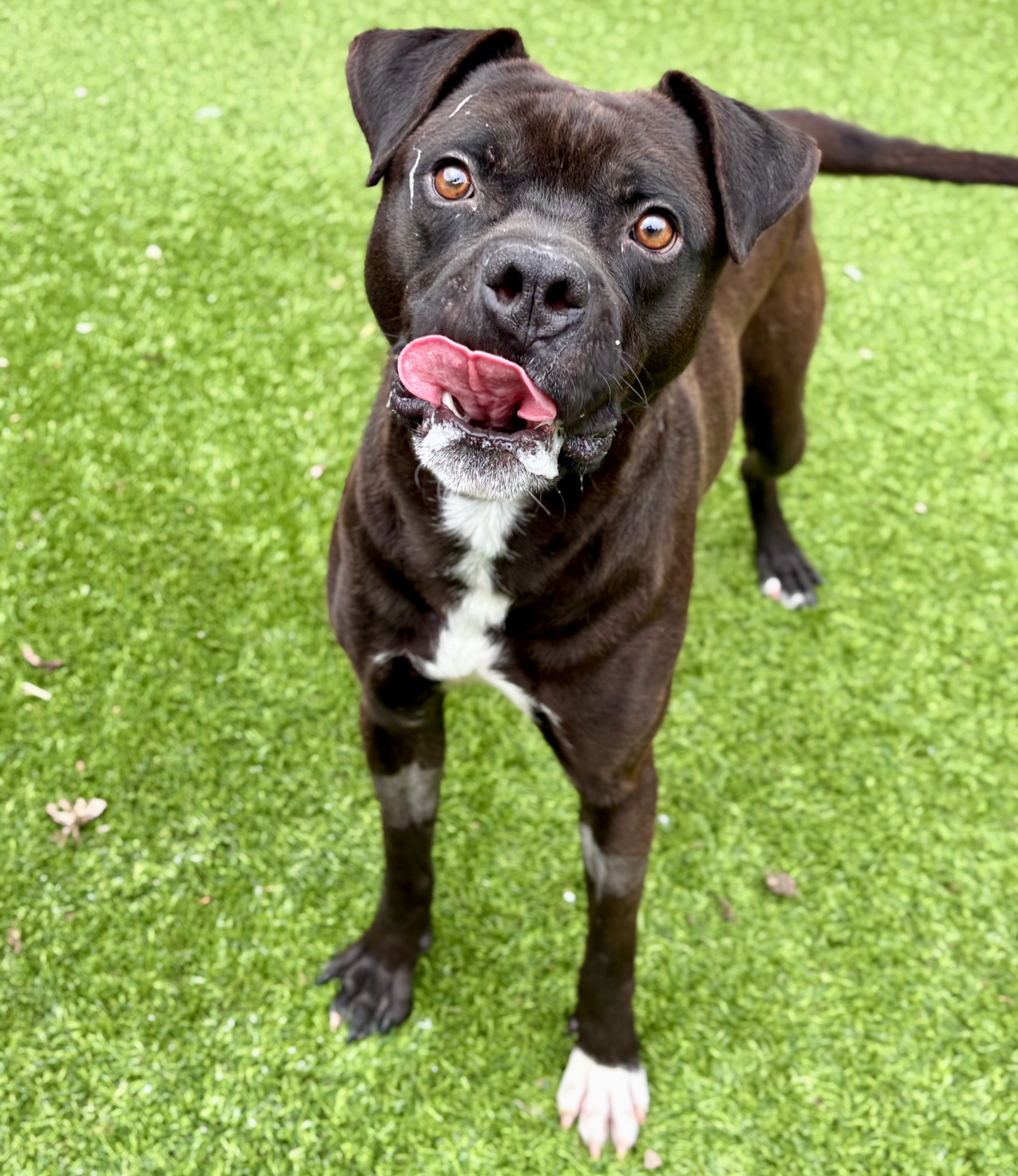 3-year-old Boxer mix available for adoption in Jefferson County