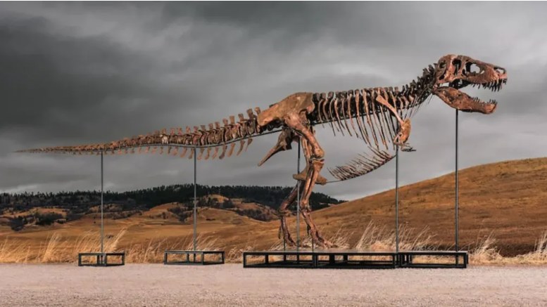 The T. rex fossil Gus on display at Sotheby’s auction house