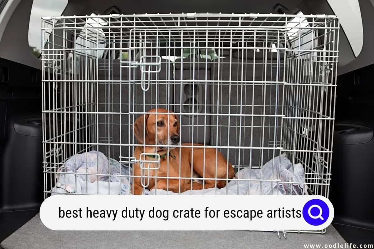 Curated visual reference: Visual Reference: Best Heavy Duty Dog Crate For Escape Artists 2024