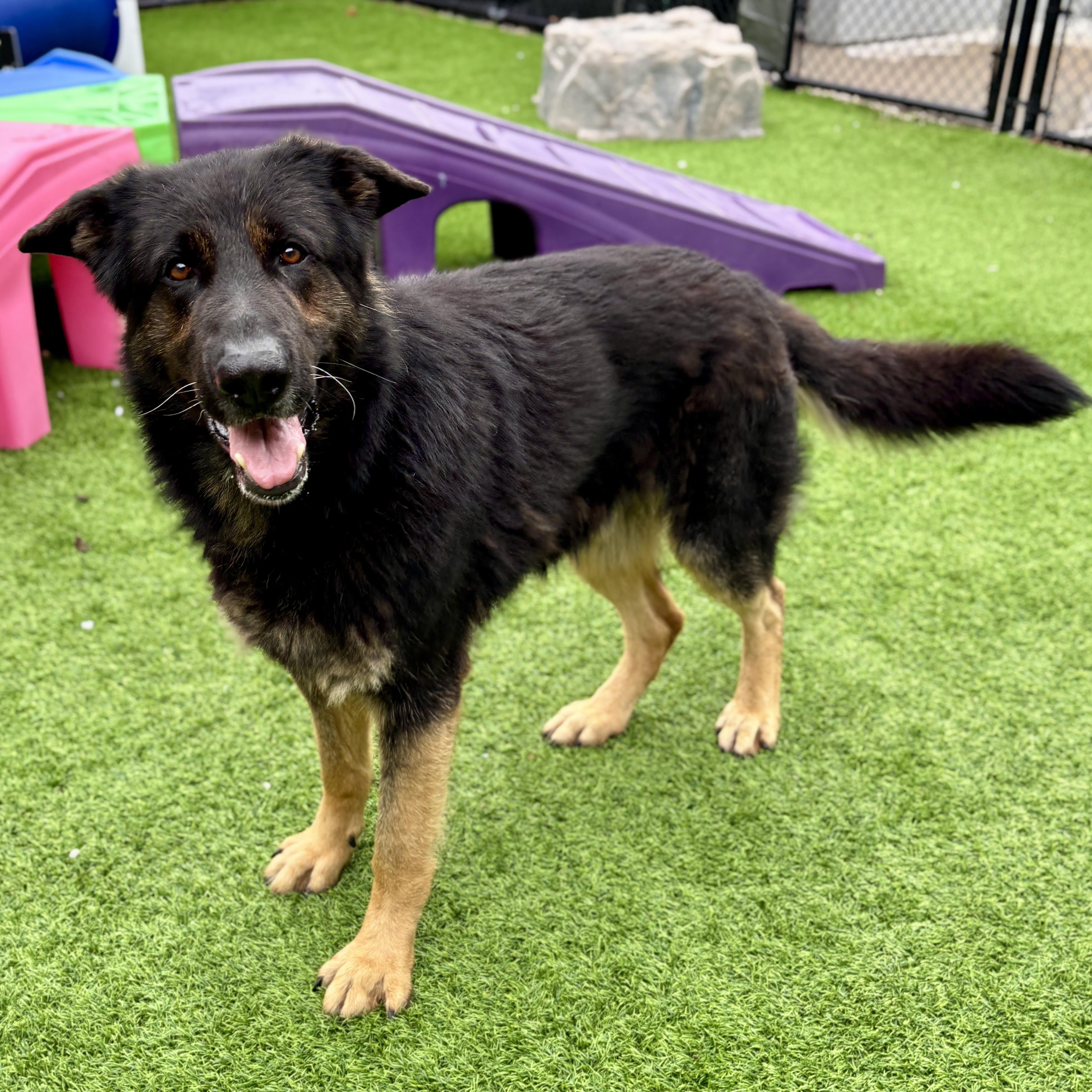 Cosmo, an adoptable German Shepherd