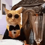 A cat being served