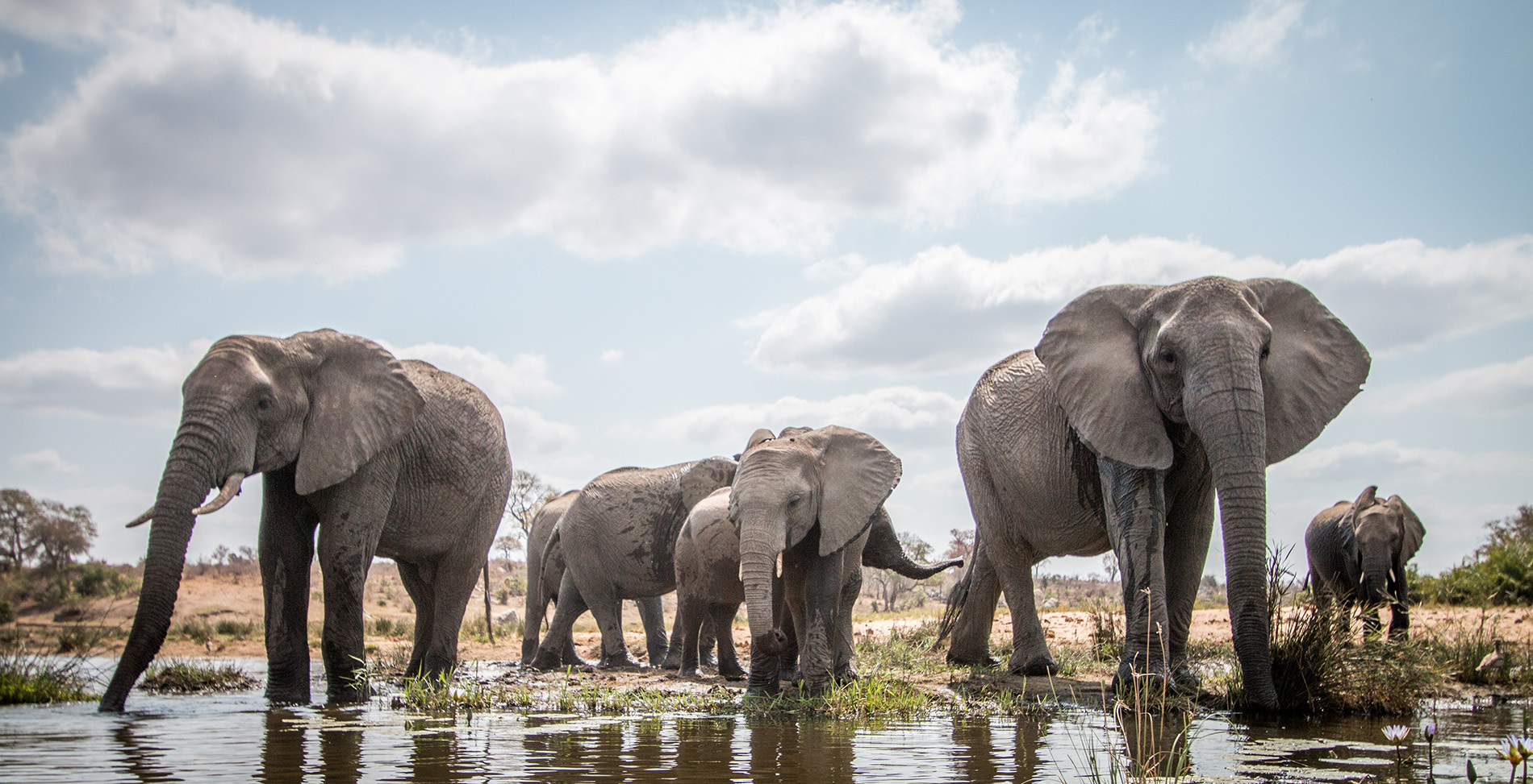 Poaching of Elephants in Africa is So Widespread that Elephants Have ...