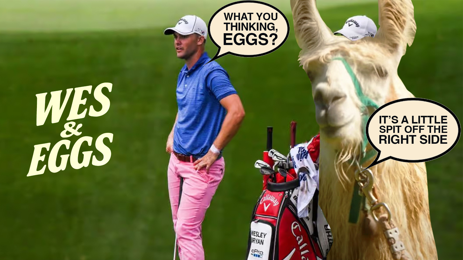 Wesley and Egg the Llama