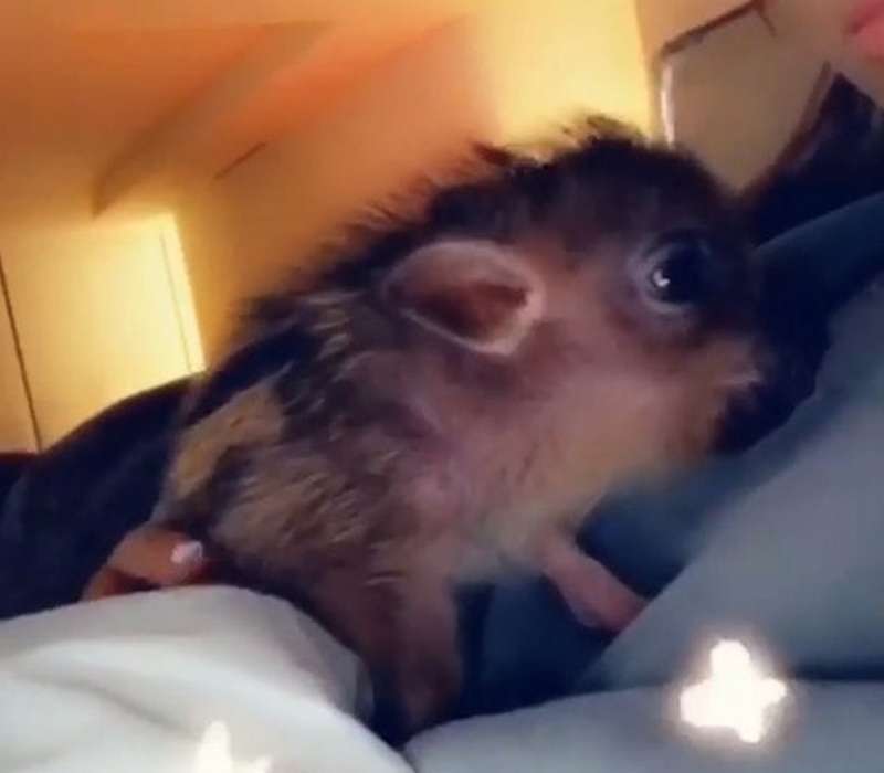 Grande/Davidson Update: Custody of Piggy Smallz Announced