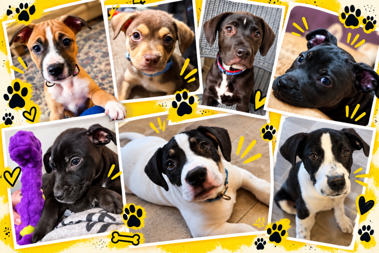 Adoptable puppies from It Takes a Village K9 Rescue