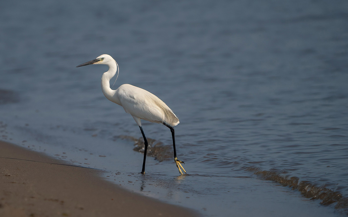 Frame Your Bird to Show Dynamic Movement