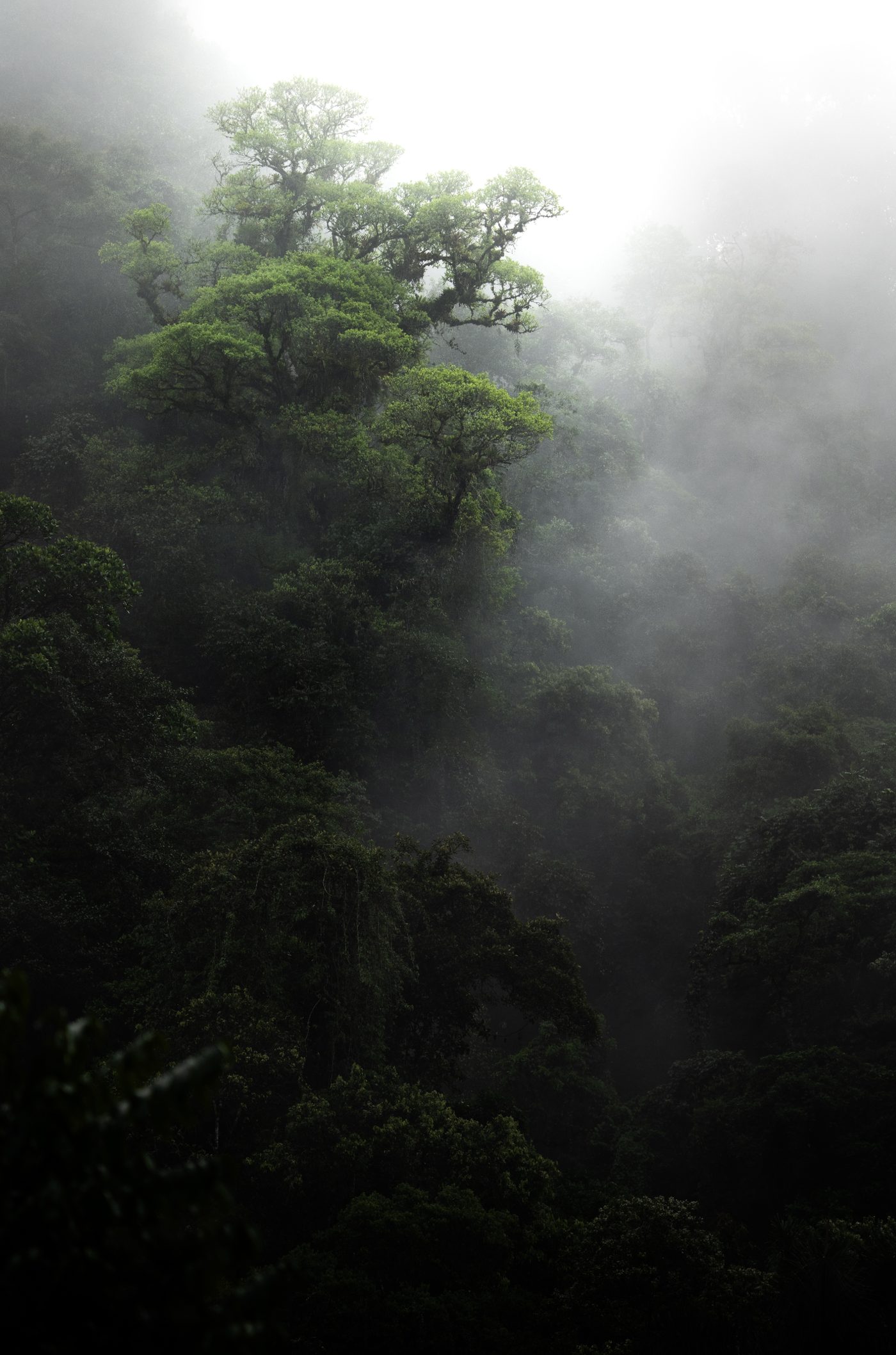 Lowland rainforest canopy, mist rising through the trees at first light