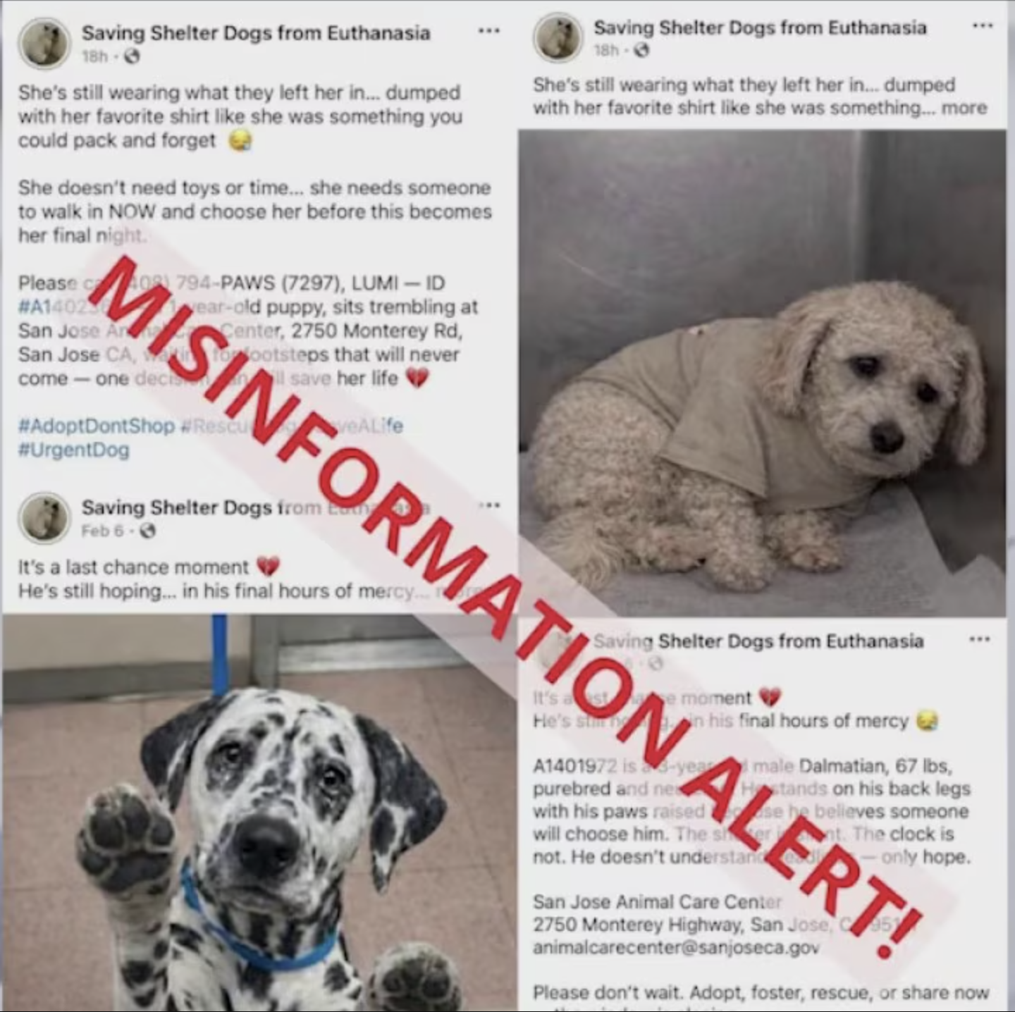 A shelter dog photographed cowering in a cage, framed as being hours from euthanasia in a claim that turned out to be an AI-generated fabrication
