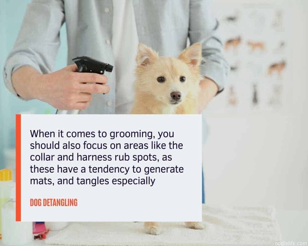 Image result for DIY Dog Detangler Homemade Spray