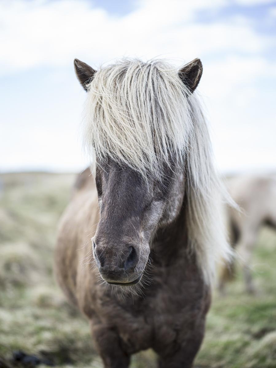 Icelandic horse photographed during a Deplar Farm stay