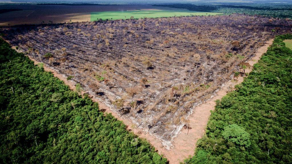 What if the Amazon rainforest disappeared?