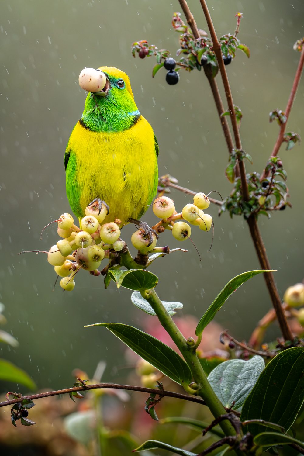 Golden-browed Chlorophonia eating a pale fruit in the rain, perched on a fruiting shrub