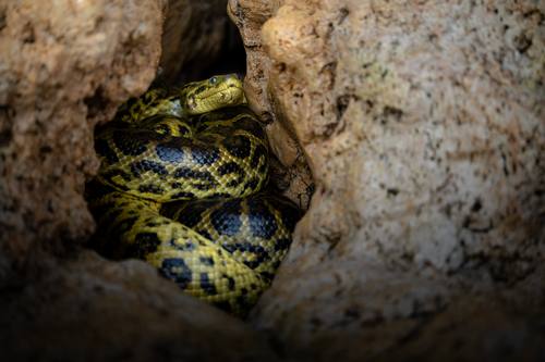 Yellow Anaconda coiled in a rock crevice
