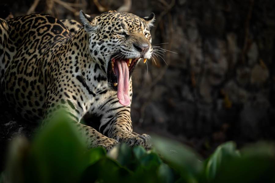 A wide yawn between sightings