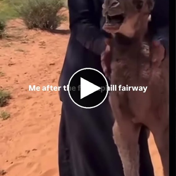 Baby camel reacting to the first uphill fairway with play button