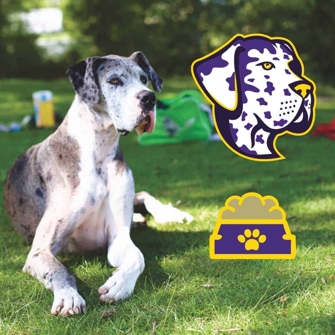 Are You Looking for the Best Dog Food for Great Danes?