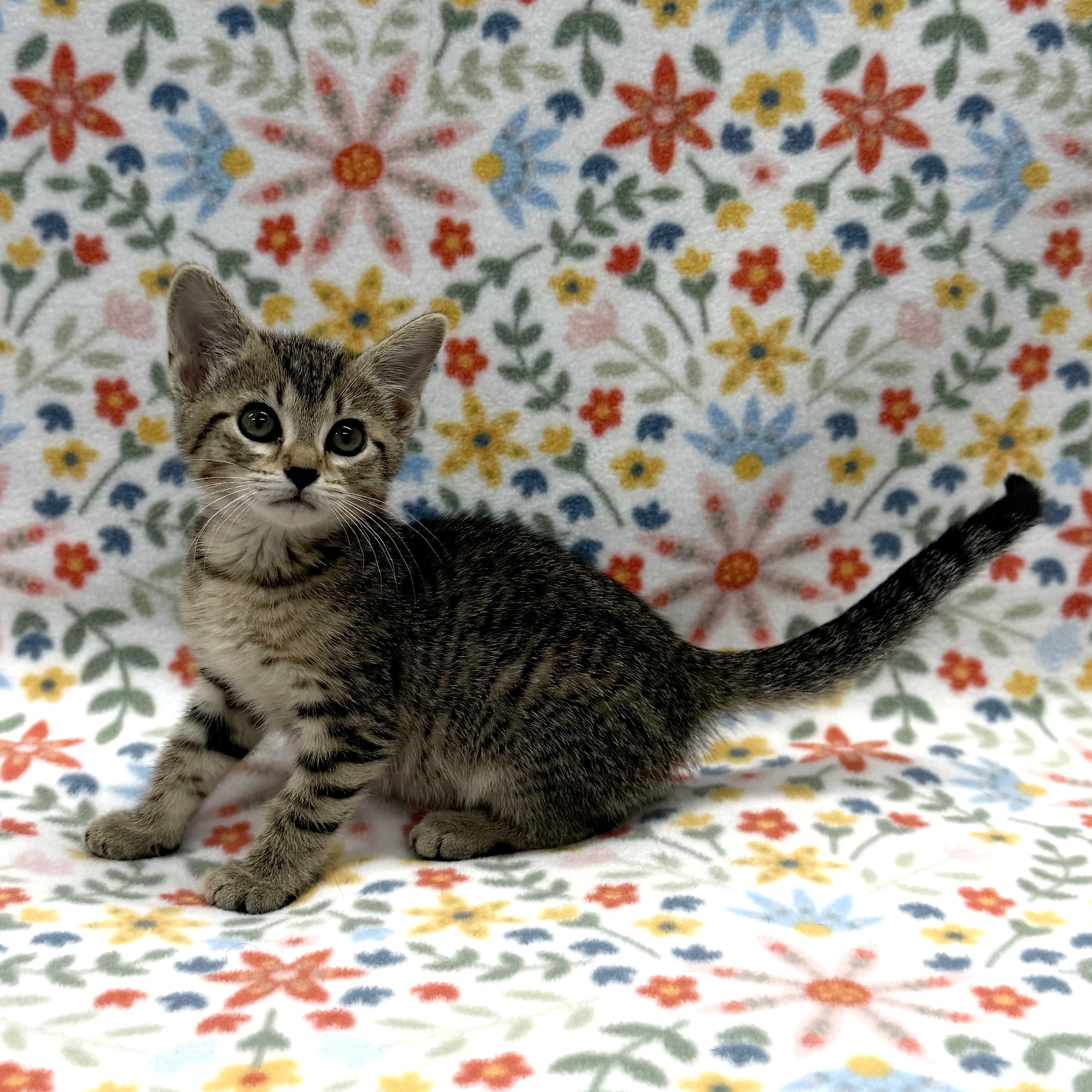 Adoptable 2-month-old kitten, Animal ID 840399