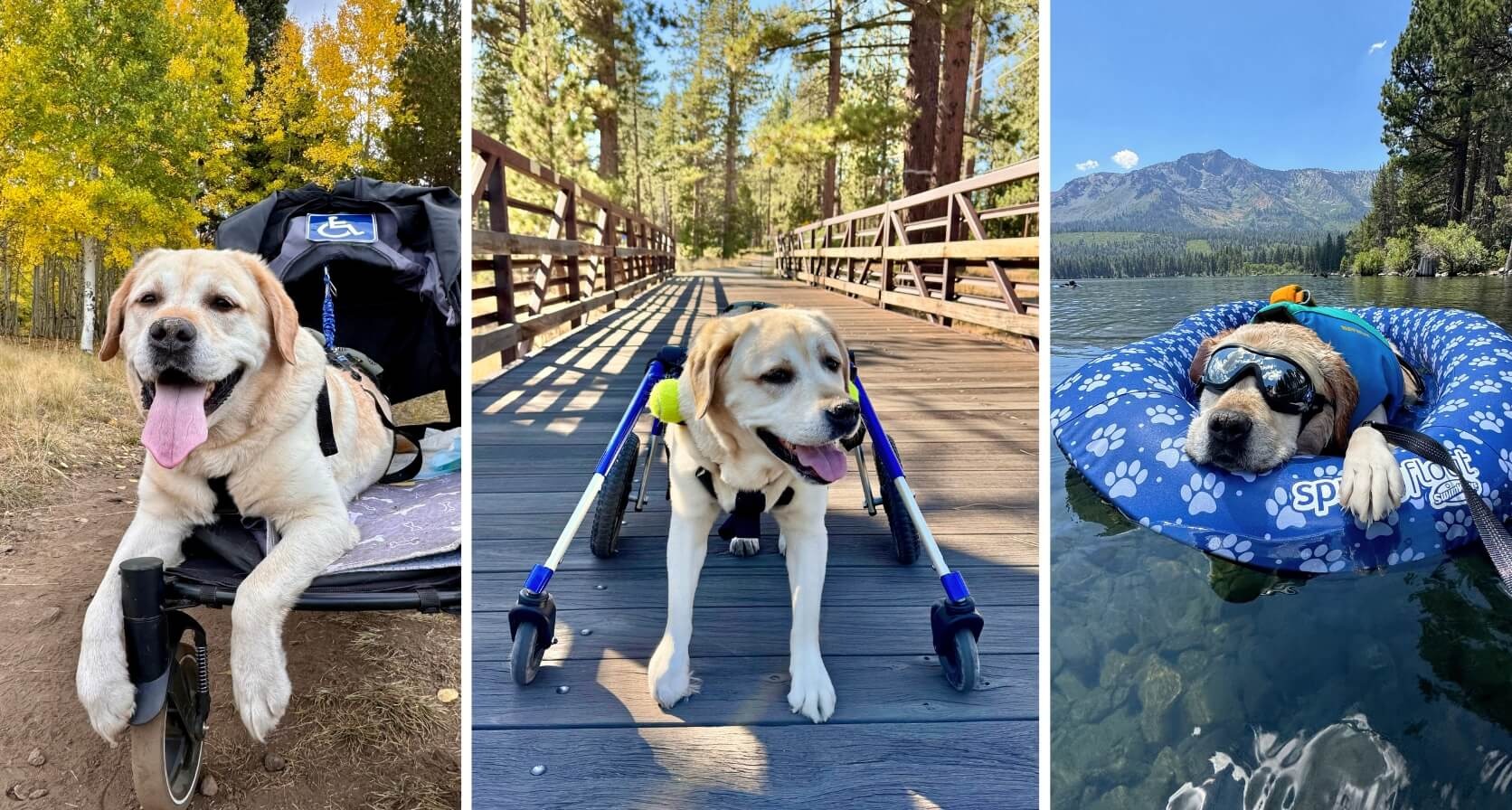 Koda the Labrador during his recovery journey, from stroller adventures to wheelchair walks and lake days.