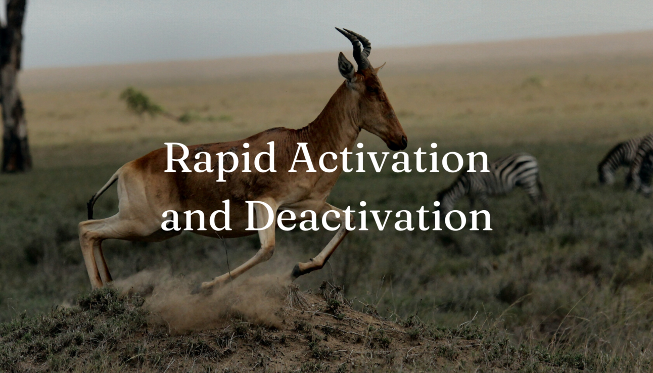 Rapid Activation and Deactivation—Animal vs Human Stress Response