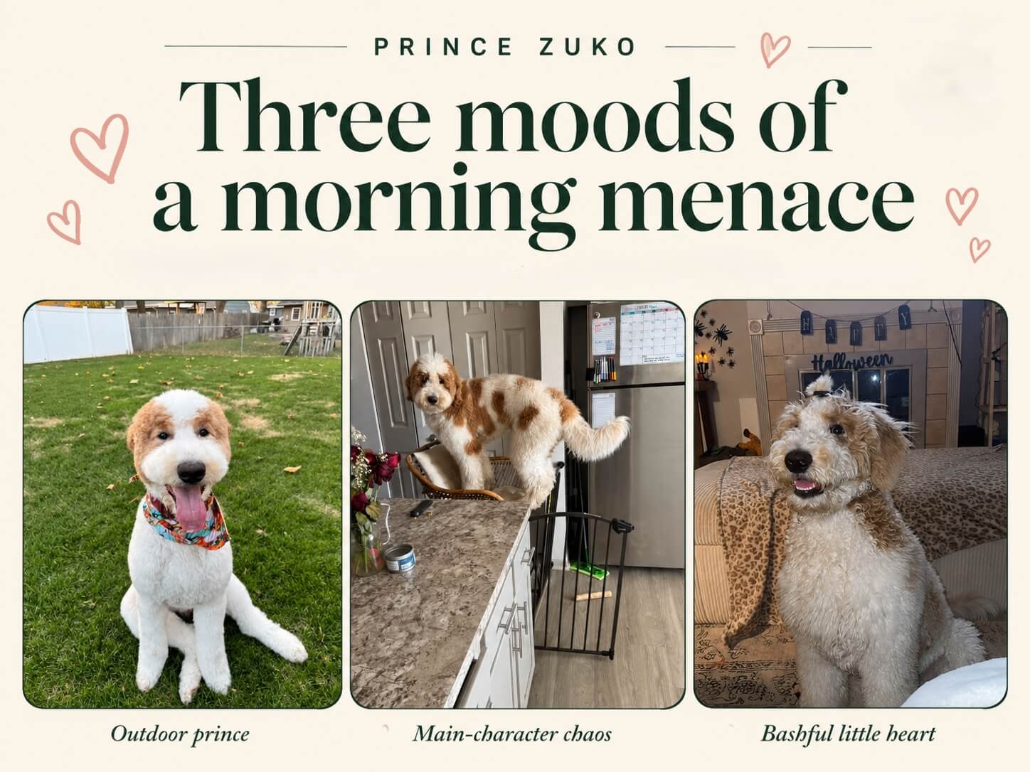 Prince Zuko’s Weekly Pup Crush profile graphic with photos, traits, and red flag illustration