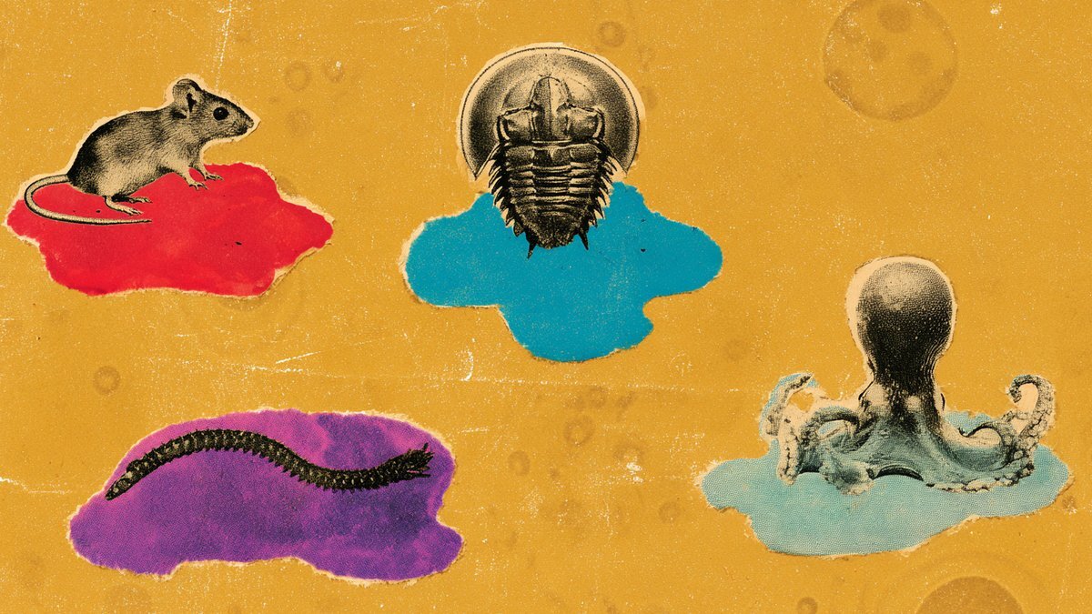 Vintage engravings of a mouse, horseshoe crab, worm and octopus on red, blue and purple puddles
