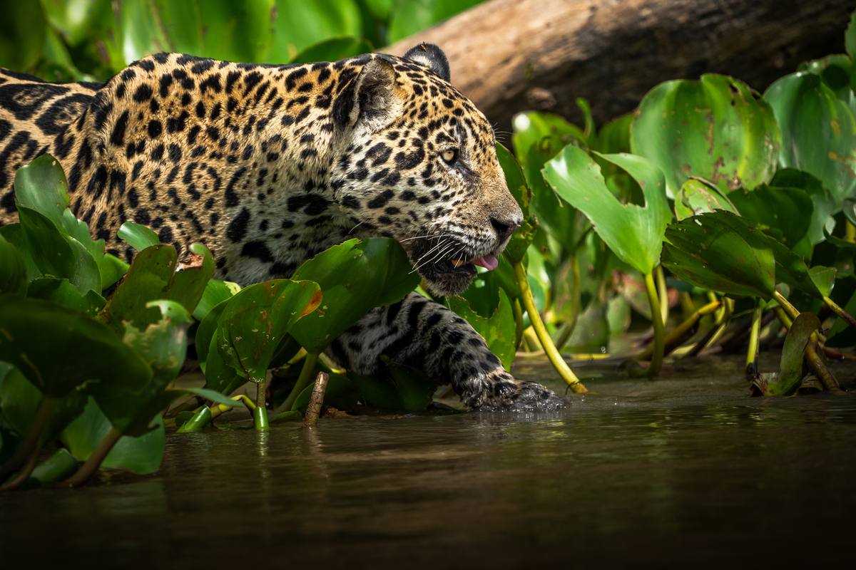 Jaguar portrait captured on the boat