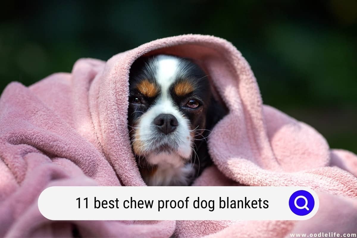 11 Best Chew Proof Dog Blankets 2024 - Can Dogs Choke On Dog Blankets