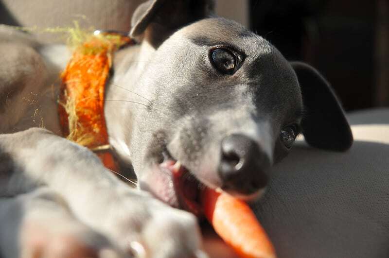Can Puppy Eat Carrots? The Complete Guide on If, How and When to Feed