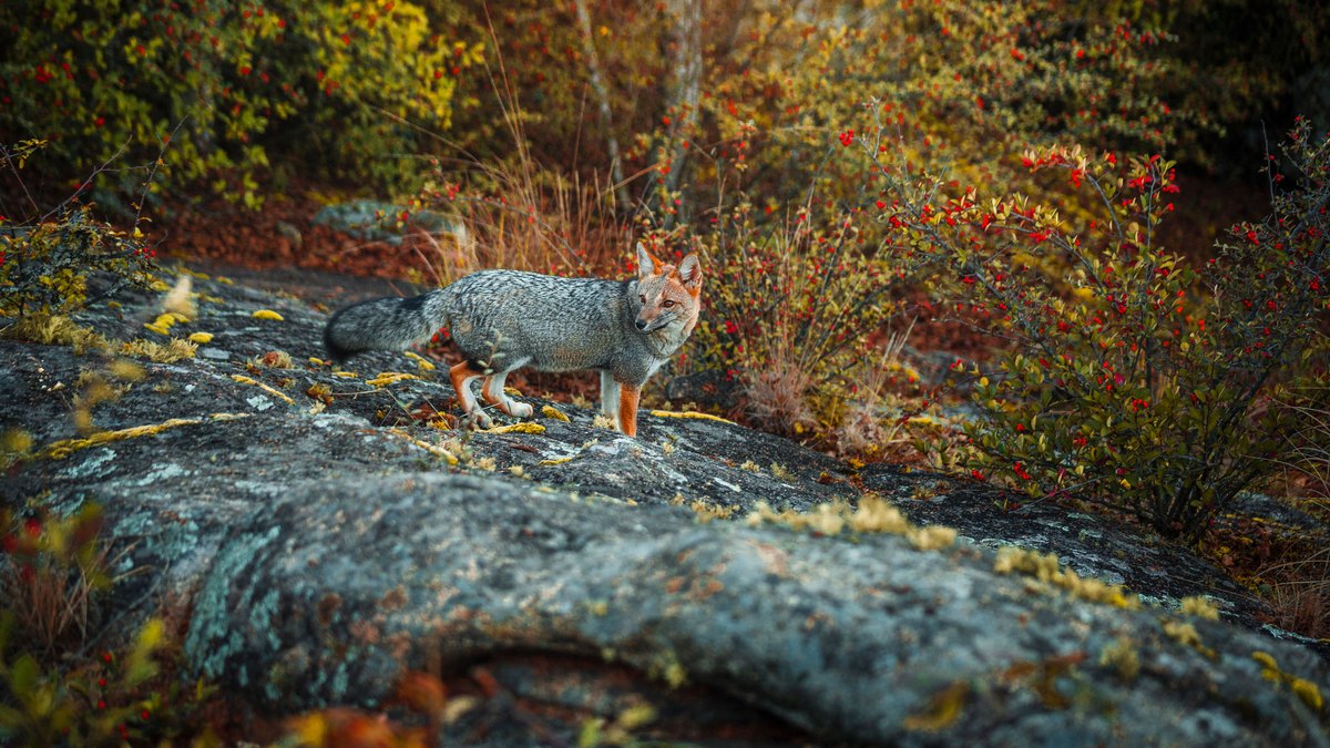 A grey fox perched high in a tree