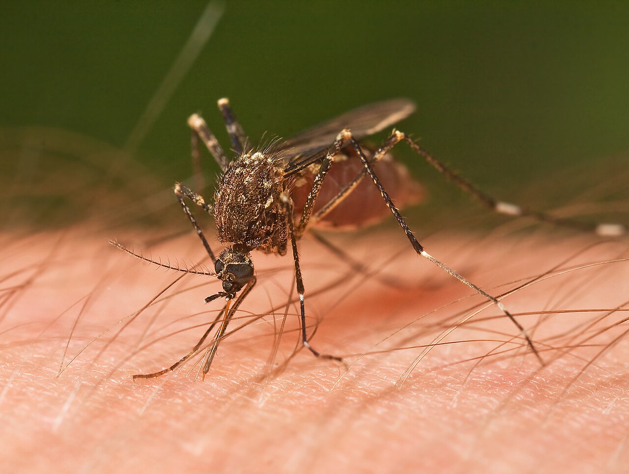 According to a notice from the Federal Register dated 6 May 2026, the US Environmental
Protection Agency is reviewing Google’s request to annually release up to 16 million male
mosquitoes that have be