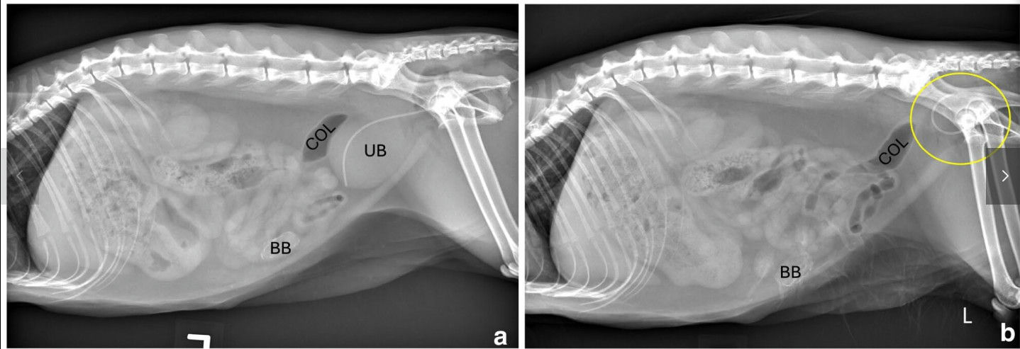 Intermittent urinary obstruction after pelvic trauma: a rare feline ...