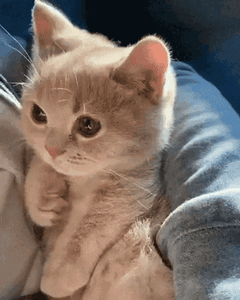 A sleepy kitten nodding off in someone's arms