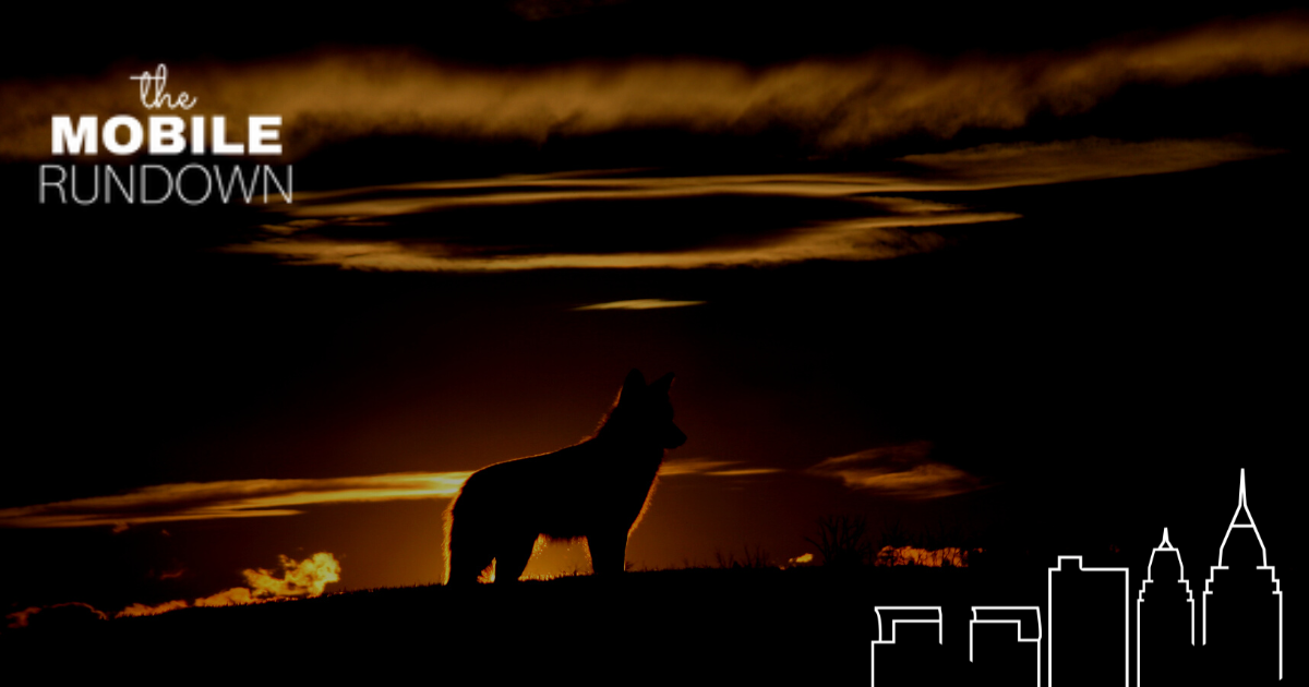 Coyote Watch & Saving Manatees - Mobile AL