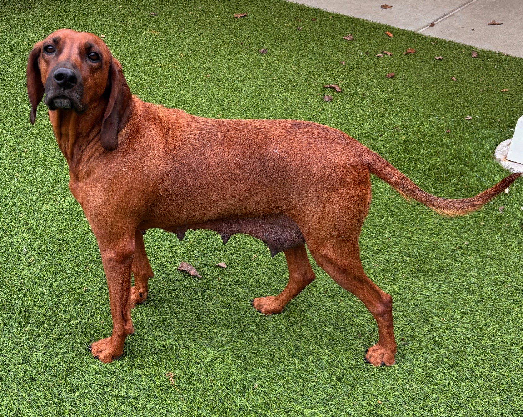 Calm and affectionate hound mix available for adoption through Jefferson County Animal Control