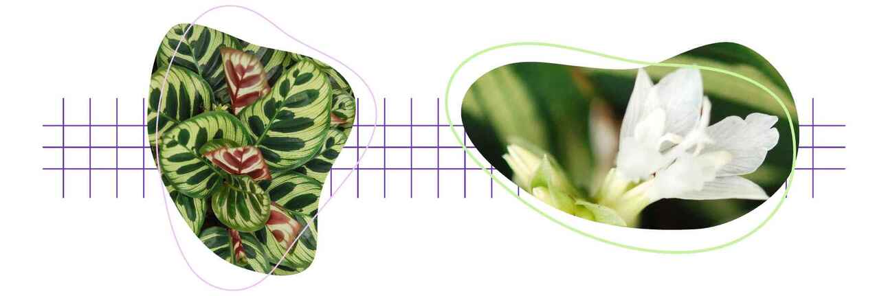 philodendron white knight kaufen Philodendron White Knight Marble Variegated - TEG