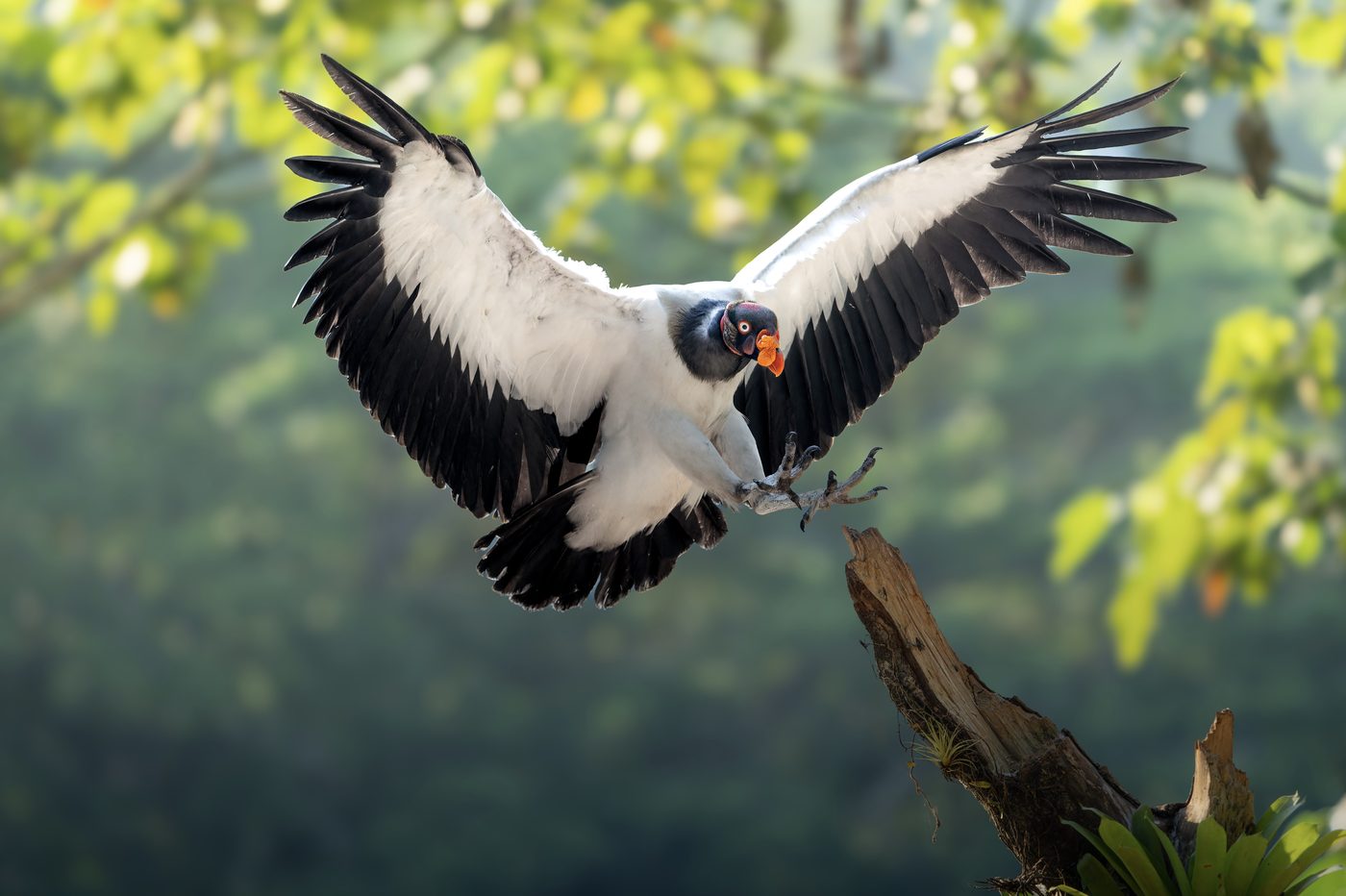King Vulture coming in to land on a snag, wings spread and talons out