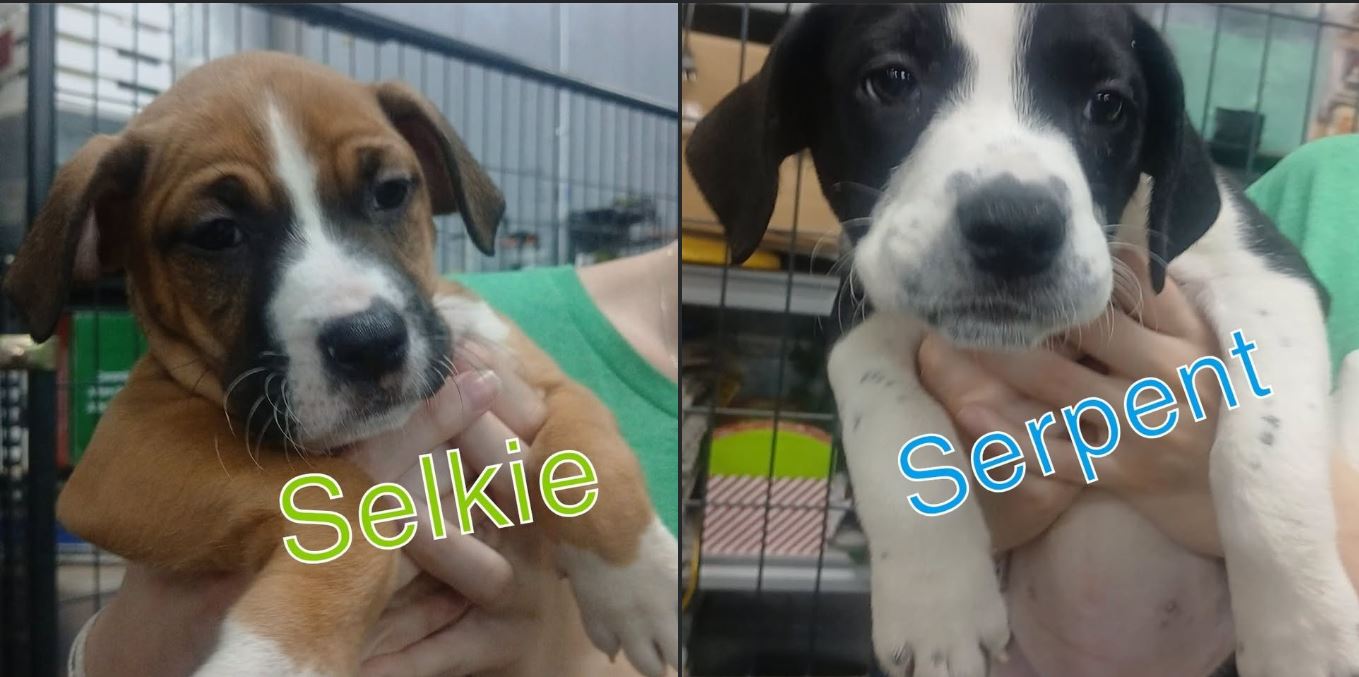 Eight seven-week-old mixed breed puppies needing foster homes
