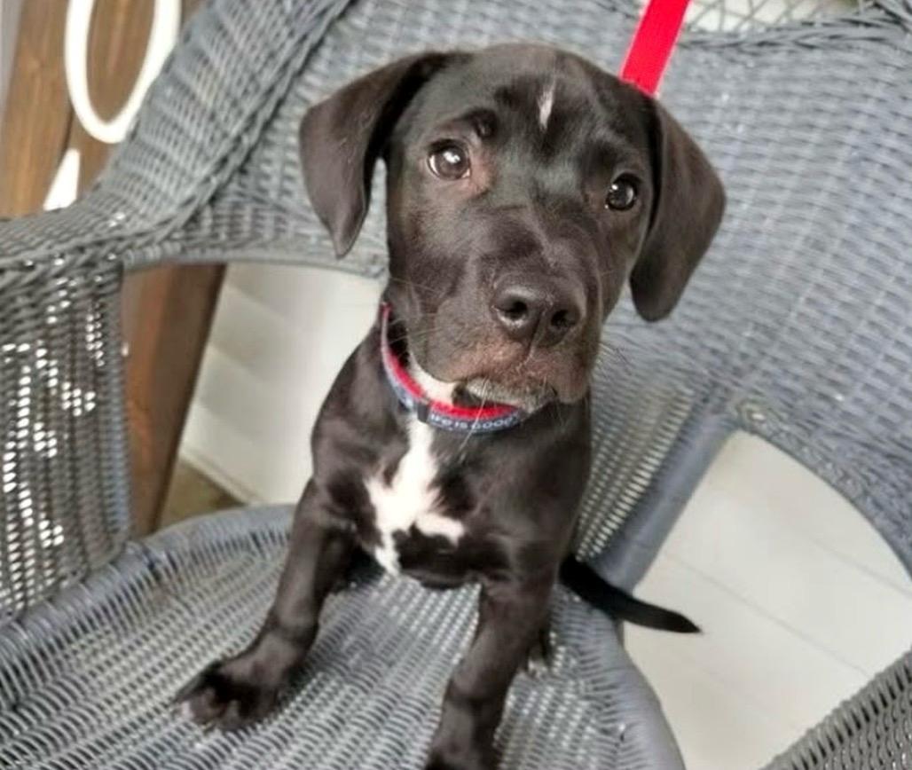 Seth, a mixed-breed puppy up for adoption