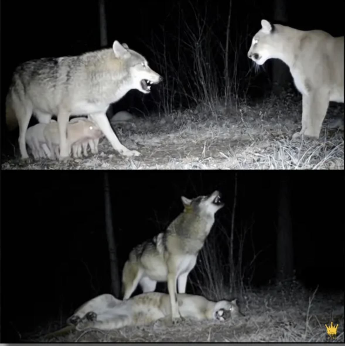 A wolf standing protectively over a litter of piglets as a mountain lion lurks nearby, a dramatic trail camera moment that was never actually filmed