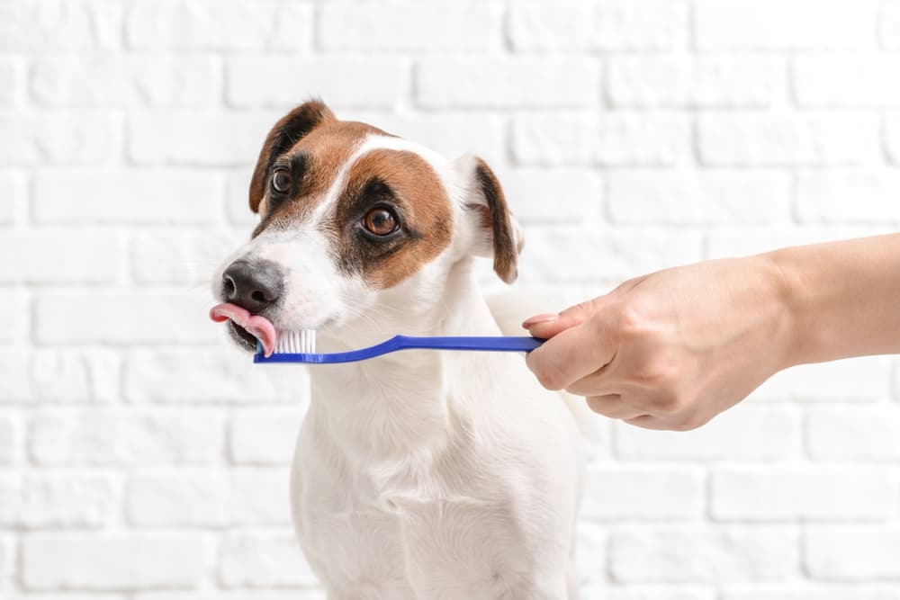 5 Tips To Keep Your Dog’s Teeth Healthy