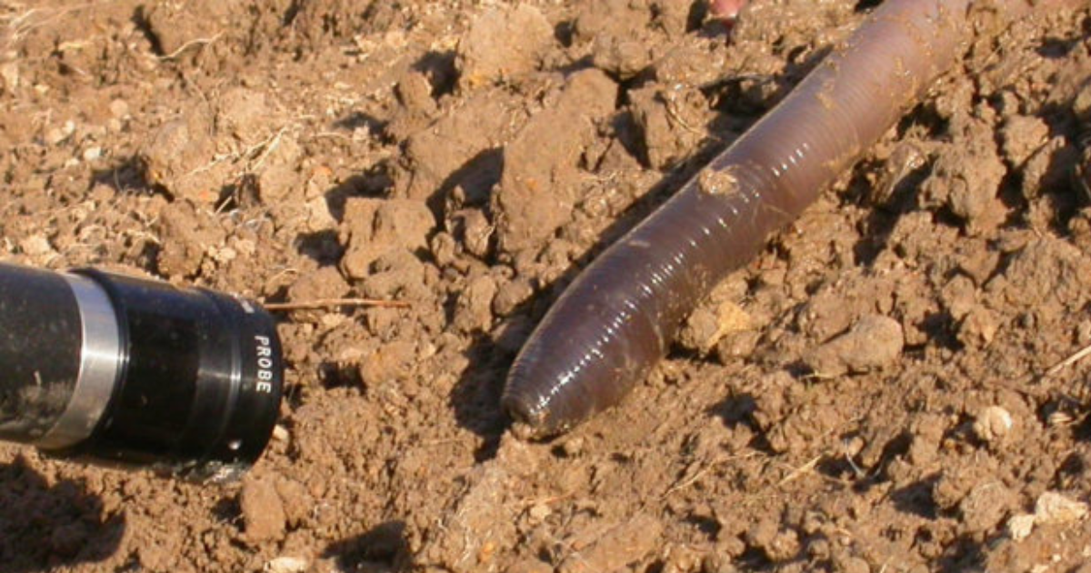 Have you heard strange gurgling on your farm? It could be a colony of ...
