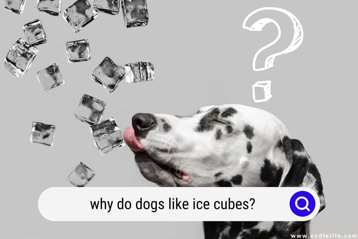 Why Do Dogs Like Ice Cubes Are They Safe