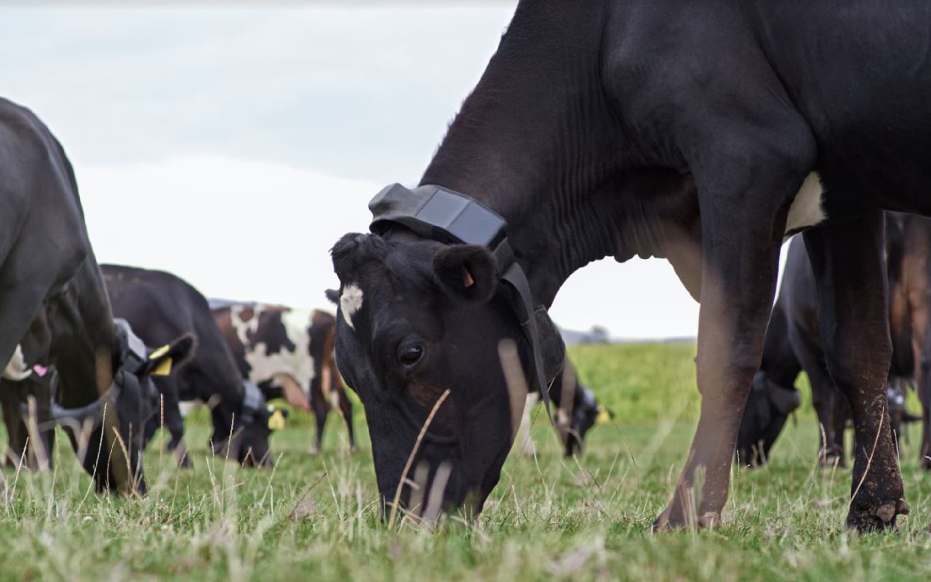 Cows wearing electronic collars graze in a paddock