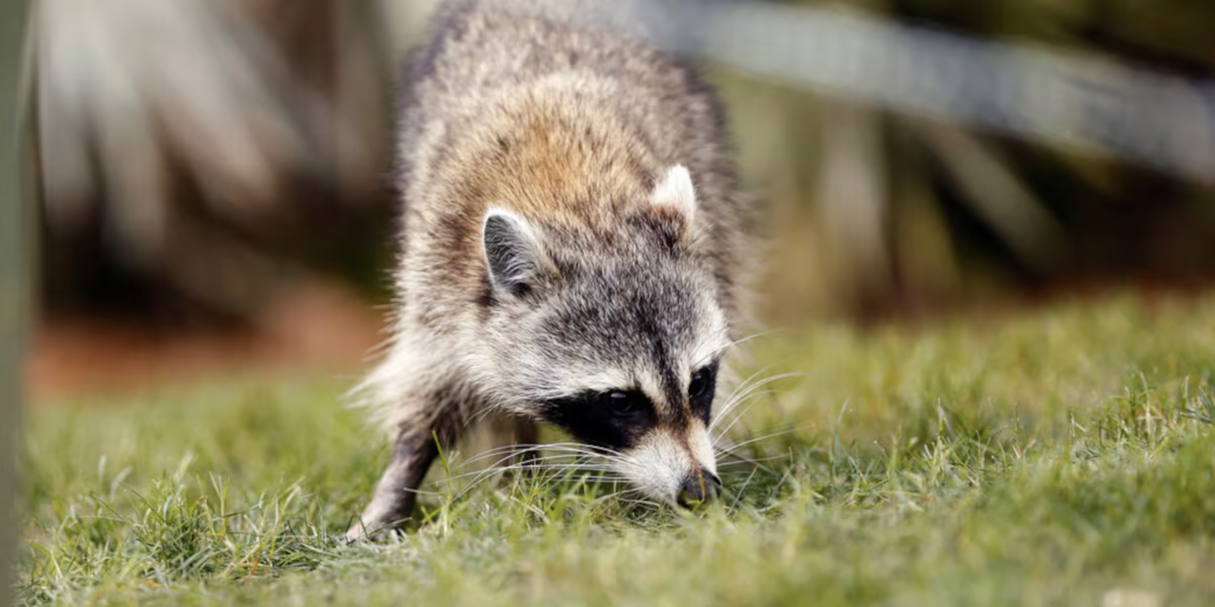 π¦ Rabid raccoon bites someone at Blanchard Woods Park