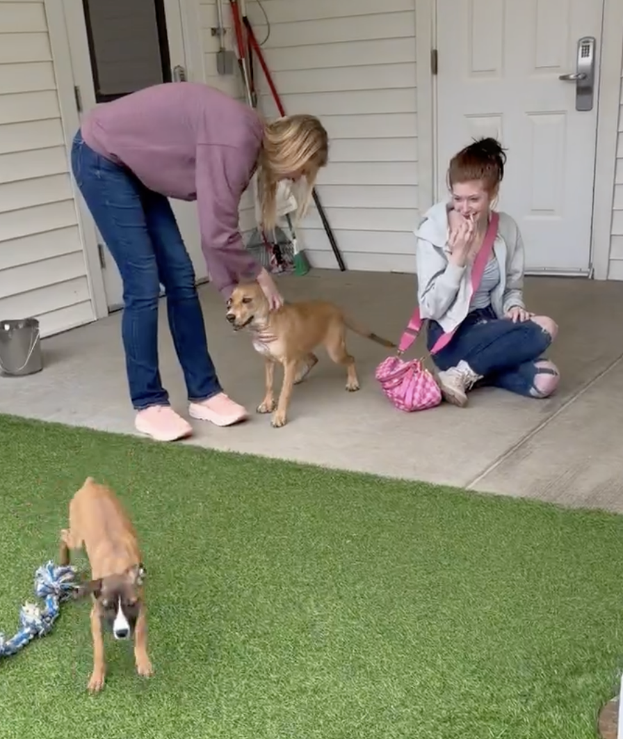 Staff and visitors interacting with dogs outside at the Jefferson County Animal Resource Center