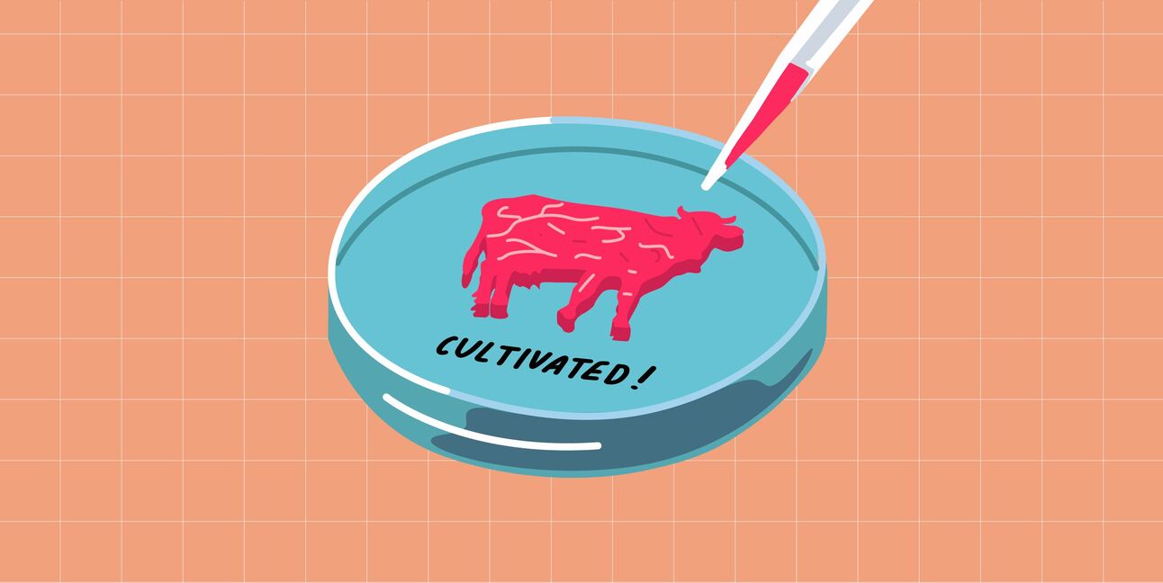 FBS Alternatives The 20+ companies racing to replace foetal bovine serum